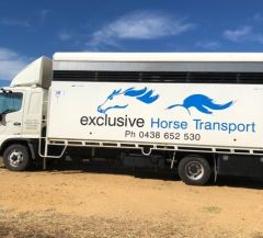 Hino FD 8 horse Transport Business for sale Clifton Qld 